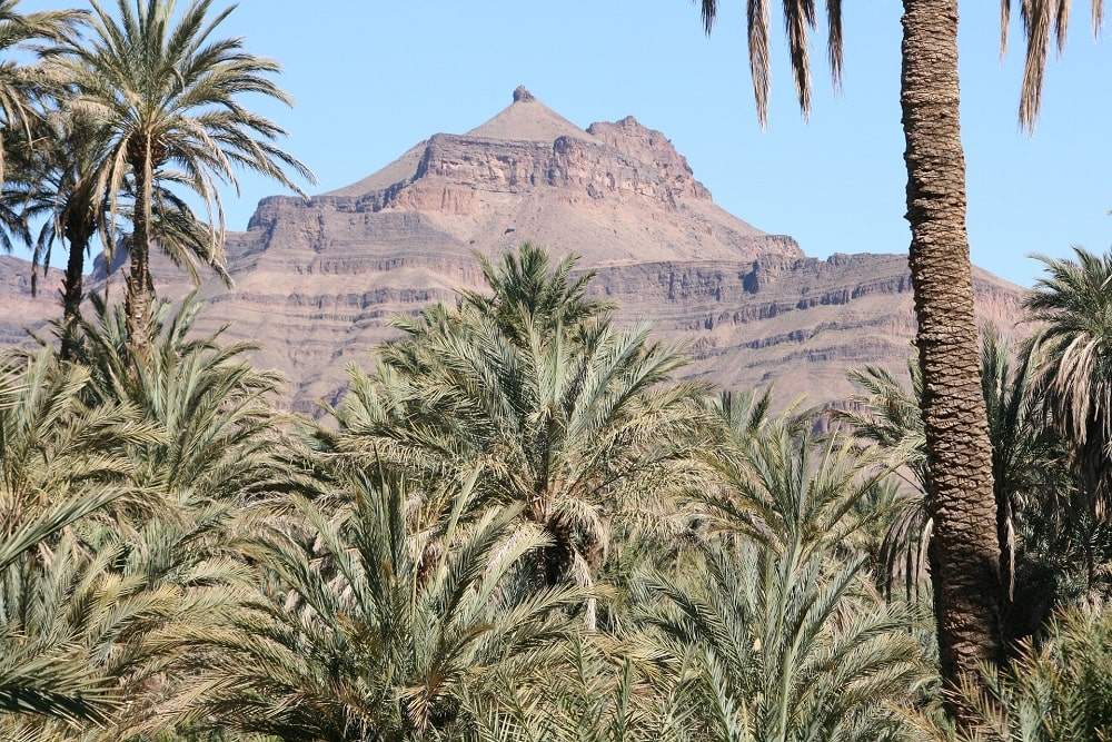 Vallée du Drâa palmeraie
