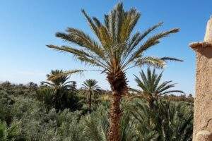 palmier oasis maroc