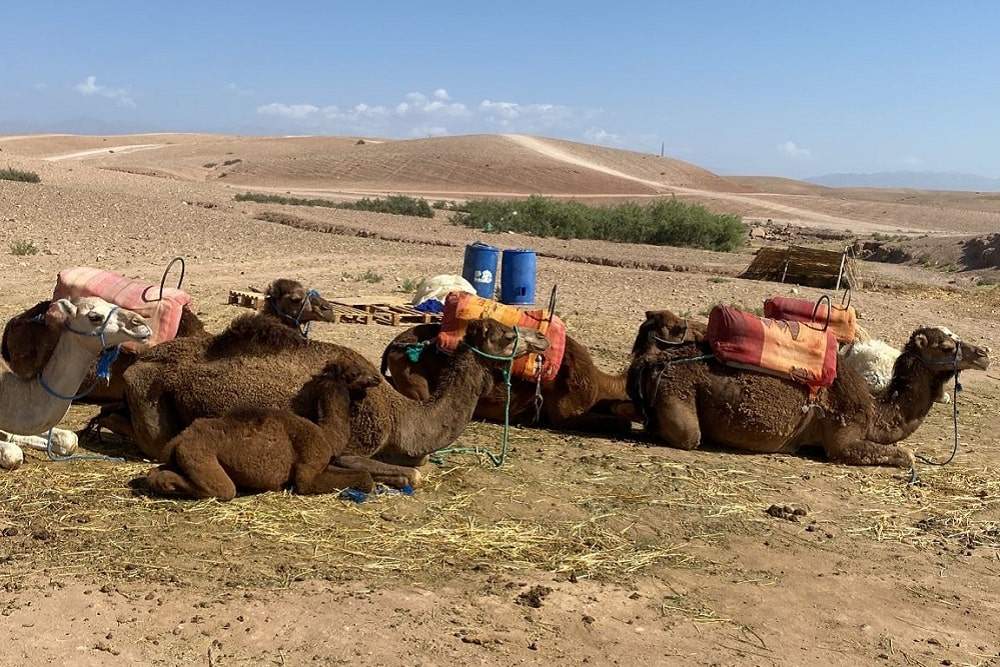 excursion chameau marrakech
