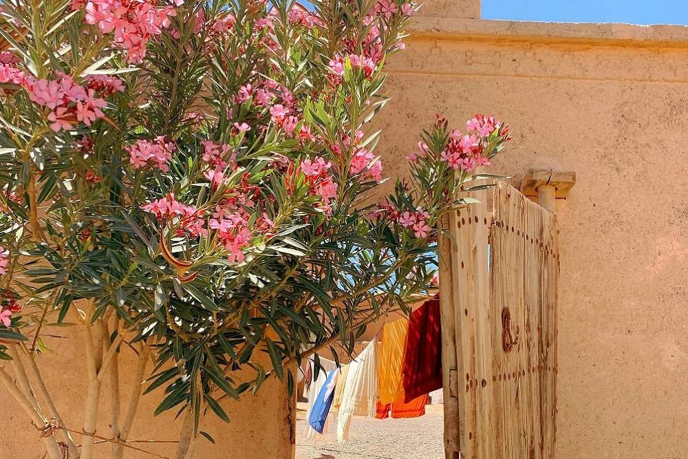 Oasis Morocco