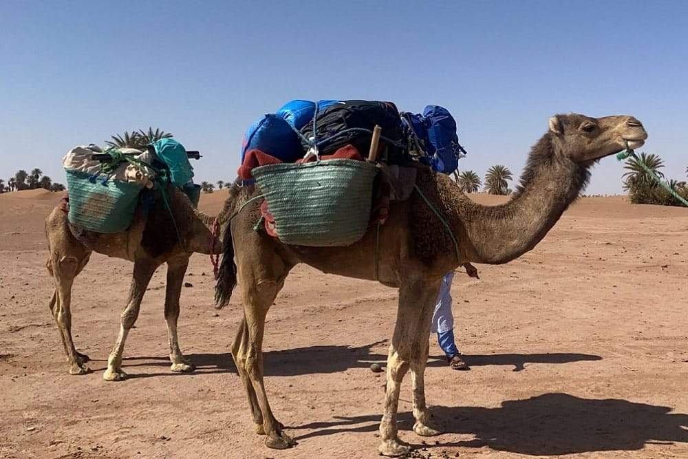 dromadaires désert marocain