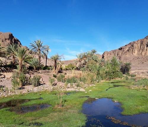 Oasis of Fint, Ouarzazate, Morocco