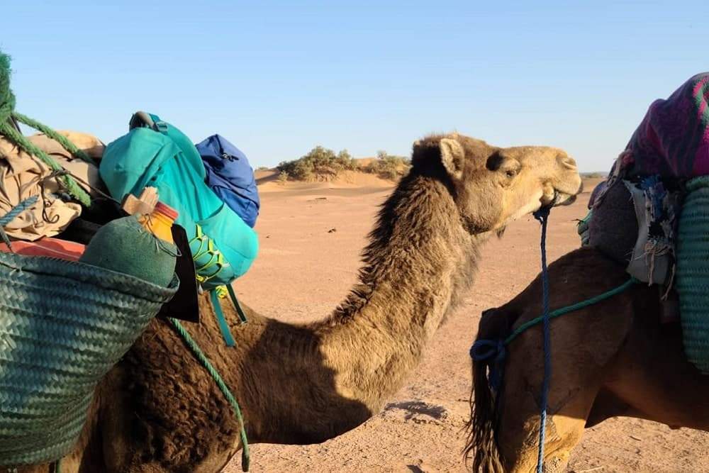 randonnée désert maroc