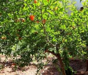 Botanic gardens Marrakech