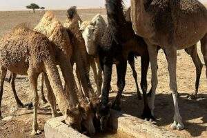 dromadaires désert marocain