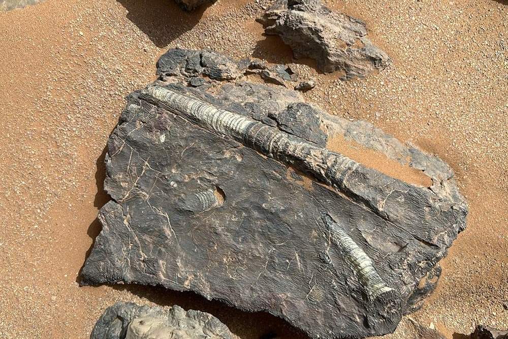 fossiles Sahara Maroc