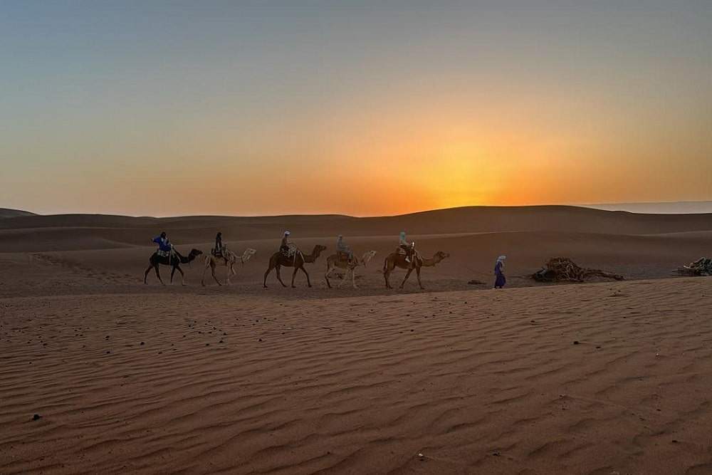 dromadaires desert marocain