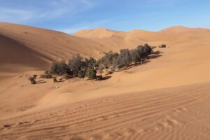 Merzouga oasis