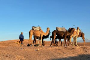 Agafay camel tour, Agafay dromadaires