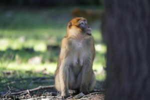 macaque Maroc