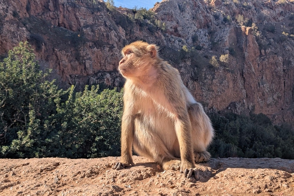 macaques Maroc Moyen Atlas